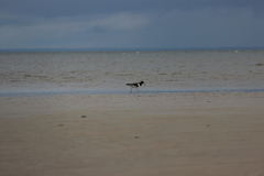 Haematopus ostralegus