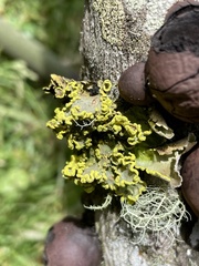 Crocodia