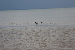 Haematopus ostralegus
