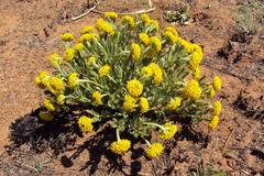 Lasiosiphon kraussianus kraussianus