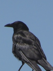 Corvus corax