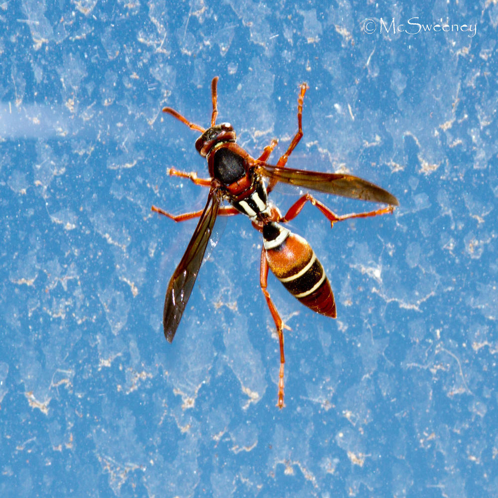 Polistes marginalis