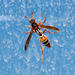 Polistes marginalis - Photo (c) Michael McSweeney, some rights reserved (CC BY-NC), uploaded by Michael McSweeney