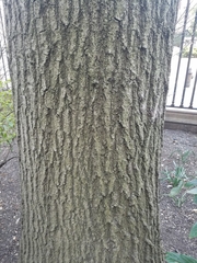 Quercus