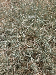 Petrosimonia triandra