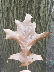Quercus