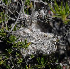 Eremomela icteropygialis saturatior