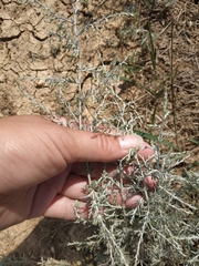 Artemisia santonicum