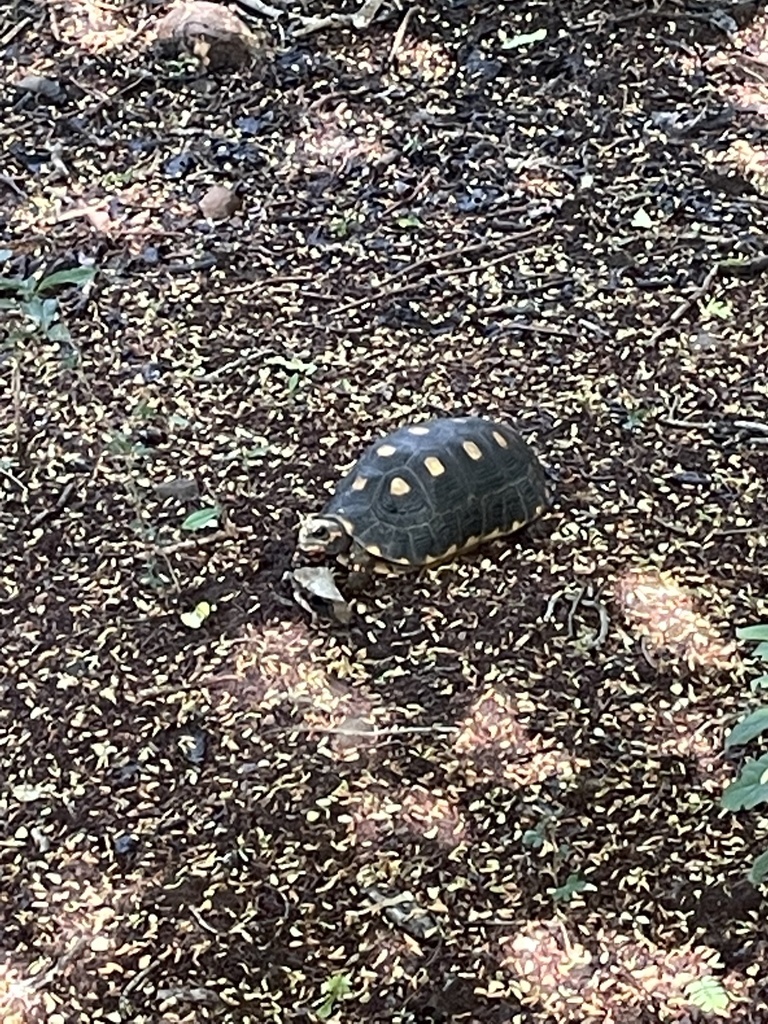 Red-footed Tortoise From Petite Martinique, Grenada, Gd On August 22 