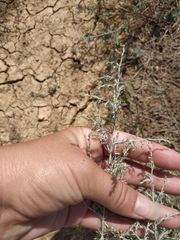 Artemisia santonicum