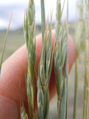 Elymus albicans