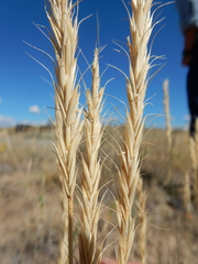 Elymus albicans