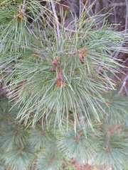 Pinus peuce