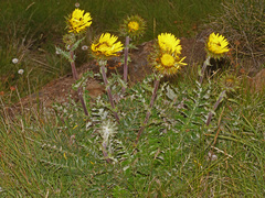 Berkheya multijuga