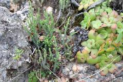 Crassula muscosa muscosa