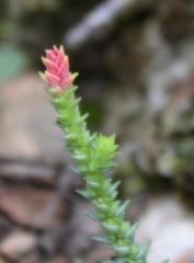 Crassula muscosa muscosa