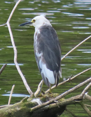 Egretta caerulea × thula
