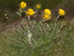 Berkheya multijuga