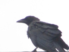 Corvus corax