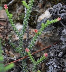 Crassula muscosa muscosa