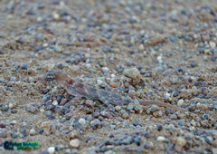 Rhinogekko misonnei