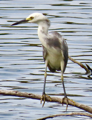 Egretta caerulea × thula