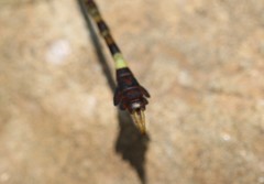 Paragomphus genei