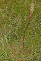 Holothrix scopularia