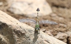 Paragomphus genei