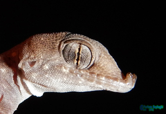 Rhinogekko misonnei