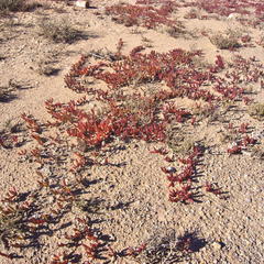 Malephora uitenhagensis