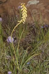 Kniphofia parviflora