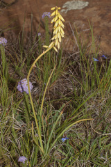 Kniphofia parviflora