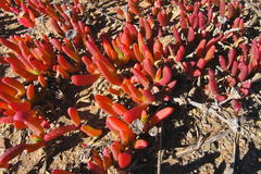 Malephora uitenhagensis