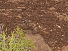 Emberiza capensis basutoensis