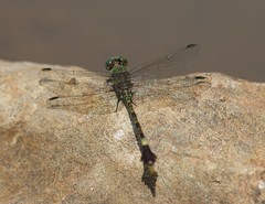 Paragomphus genei