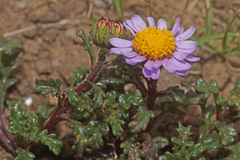 Afroaster erucifolius