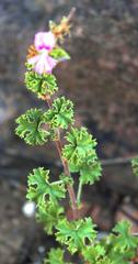 Pelargonium crispum