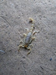 Brachistosternus pentheri