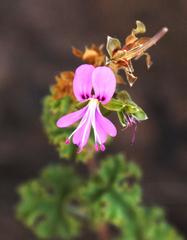Pelargonium crispum