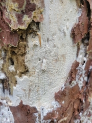 Hypochnicium cremicolor