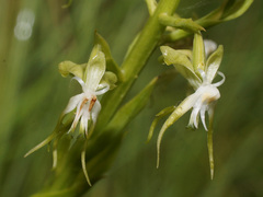 Habenaria schimperiana
