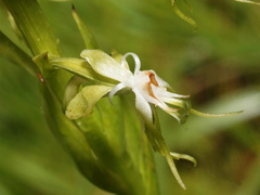 Habenaria schimperiana