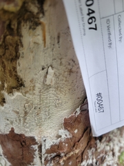 Hypochnicium cremicolor