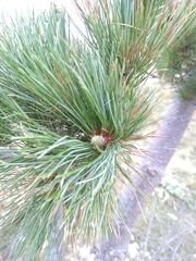 Pinus peuce