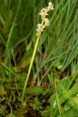 Disperis cardiophora
