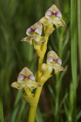Disperis cardiophora