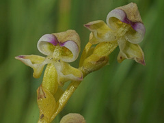 Disperis cardiophora