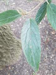 Viburnum