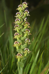 Disperis cardiophora